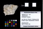 Foto (Objekt + Etikett) von „Tithanotromota“  (NHMW-GEO-1990-0041-2718)